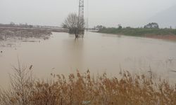 Manisa'da Taşkın! Nif Çayı Bağları Yuttu