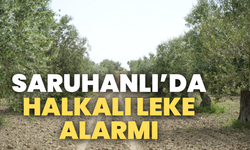 Saruhanlı’da Zeytin Halkalı Leke hastalığı alarmı
