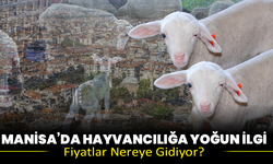 Manisa’da Hayvancılığa Yoğun İlgi: Fiyatlar Nereye Gidiyor?