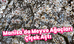 Turgutlu Ovası’nda meyve ağaçları çiçek açtı