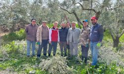 Manisa’da Zeytin Üreticilerine Budama Eğitimi Verildi