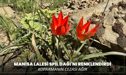 Manisa Lalesi Spil Dağı’nı renklendirdi: Koparmanın cezası ağır