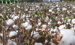 Manisa Tarımda Zirvede: Üretimin Kalbi Bu Şehirde Atıyor