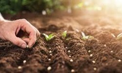 Sertifikalı tohum üretimi tarımda verimliliği artırıyor