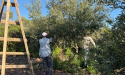 Akhisar Sakarkaya’da Zeytin Budama Ustalarına Yoğun Talep