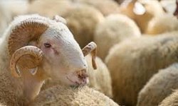 Vekaletle Kurban Kesim Bedeli Belli Oldu