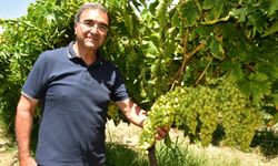 Manisa'da Yeni Üzüm Çeşitleriyle Verim ve İhracat Hedefi Büyüyor