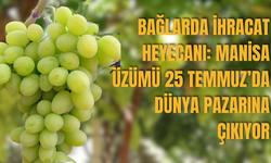 Bağlarda İhracat Heyecanı: Manisa Üzümü 25 Temmuz’da Dünya Pazarına Çıkıyor