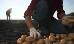 Gördes Belediyesi Patates Hasadı İçin Geçici İşçi Başvurularını Başlattı