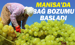 Manisa’da bağ bozumu başladı