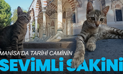 Manisa’da tarihi caminin sevimli sakini