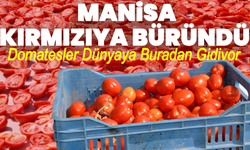 Manisa Kırmızıya Büründü! Domatesler Dünyaya Buradan Gidiyor