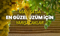 Manisa’da En Güzel Yaş Üzüm Yarışması Heyecanı Başlıyor