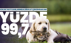 Türkiye’de sokak hayvanlarının yüzde 99,7’si toplandı