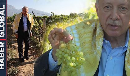 Cumhurbaşkanı Erdoğan Manisa'da bağ bozumuna katıldı.