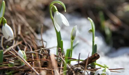 Manisalılar dikkat! Bu çiçeği koparmanın 244 bin 315 lira cezası var