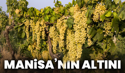 Manisa’nın Altını: Sultaniye Üzümü