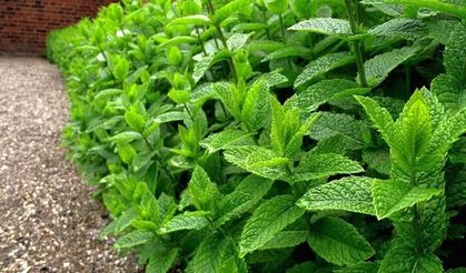 Nane mucizesi: Ferahlıktan öte bir şifa deposu!