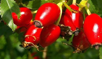 Kuşburnunun Gücünü Biliyor musunuz?