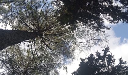 Spil’de sonbahar tablosu oluştu