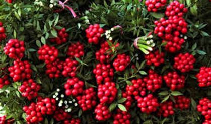 Kokina çiçeğini uzun süre canlı tutmanın yolu: Uzun ömür bu detaylarda saklı!