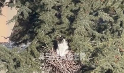 Kedi Öyle Bir Yeri Yuva Seçti Ki...