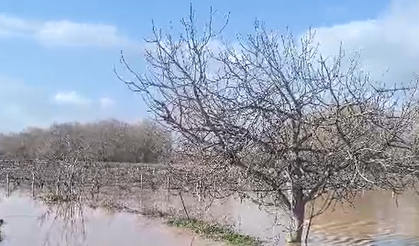 Gediz Nehri tarım arazilerini yuttu