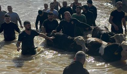 Manisa Büyükşehir Seferber: 44 Vatandaş ve 127 Hayvan Tahliye Edildi
