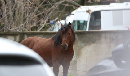 Manisa’da yılkı atları şehir hayatının bir parçası oldu