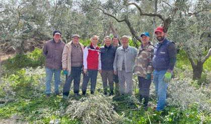 Manisa’da Zeytin Üreticilerine Budama Eğitimi Verildi