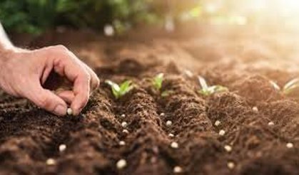 Sertifikalı tohum üretimi tarımda verimliliği artırıyor