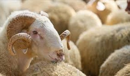 Vekaletle Kurban Kesim Bedeli Belli Oldu