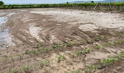 Saruhanlı’da dolu ve sel tarımı vurdu: 5 bin dekar arazi zarar gördü