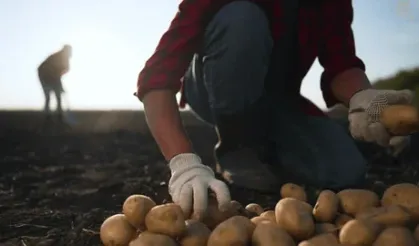 Gördes Belediyesi Patates Hasadı İçin Geçici İşçi Başvurularını Başlattı