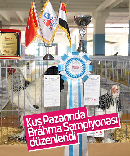 Kuş Pazarında Brahma Şampiyonası düzenlendi