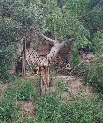 Şehzadeler Belediyesin ’den devrilen ağaçlara anında müdahale