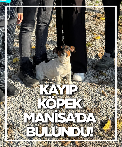 Kayıp köpek Manisa'da bulundu!