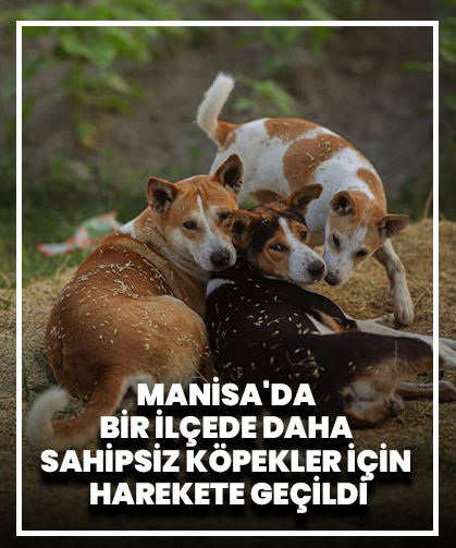 Manisa'da Bir İlçede Daha Sahipsiz Köpekler İçin Harekete Geçildi