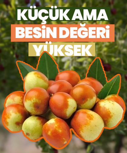 Küçük ama besin değeri yüksek: Hünnap çayı nasıl yapılır?