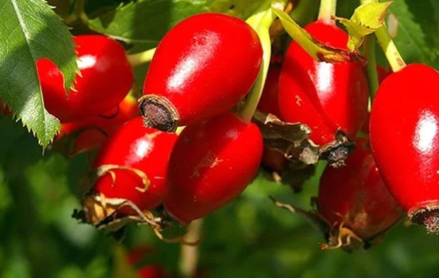 Kuşburnunun Gücünü Biliyor musunuz?