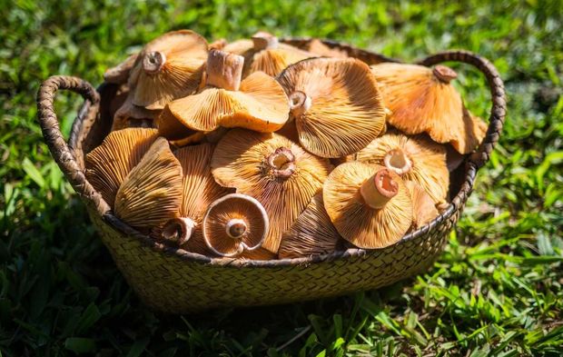 Hem lezzetiyle hem faydasıyla kış mevsiminin gözdesi: Kanlıca (melki) mantarı nelere iyi gelir?