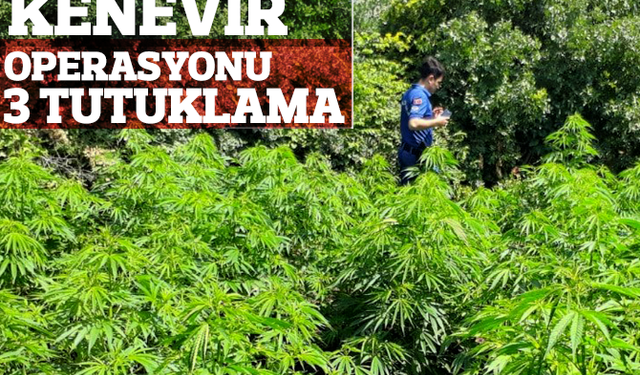 Manisa'nın o ilçesinde kenevir operasyonu: 3 tutuklama