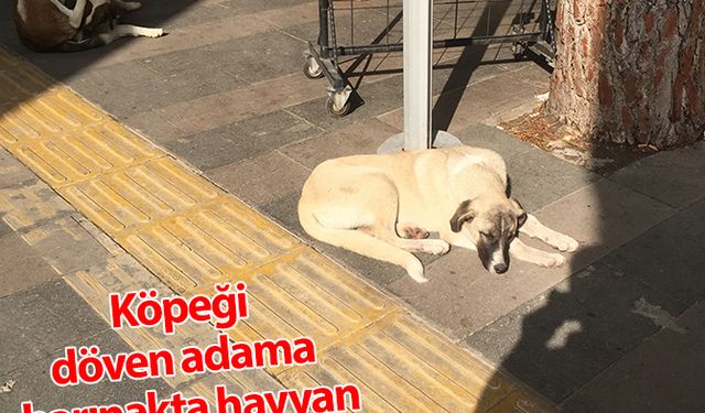 Köpeği döven adama barınakta hayvan bakma cezası