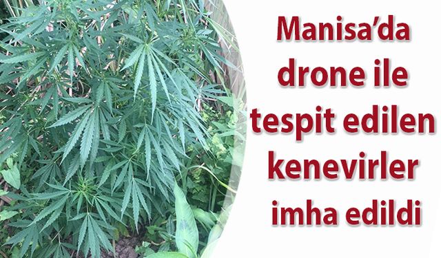 Manisa’da drone ile tespit edilen kenevirler imha edildi