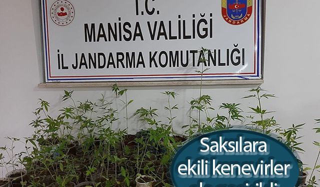 Saksılara ekili kenevirler ele geçirildi