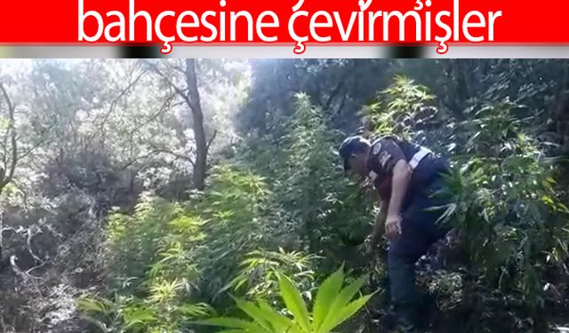 Ormanlık araziyi uyuşturucu bahçesine çevirmişler