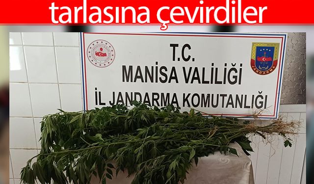 Ormanlık alanları kenevir tarlasına çevirdiler