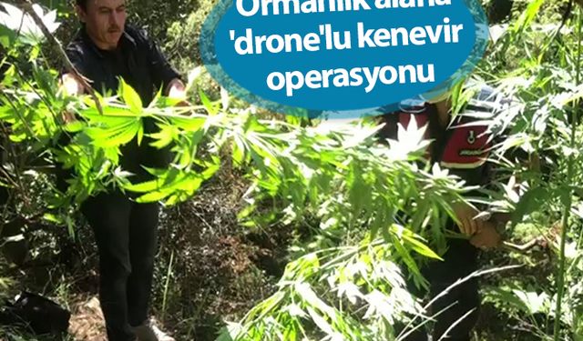  Ormanlık alana 'drone'lu kenevir operasyonu