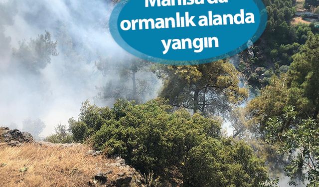 Manisa'da ormanlık alanda yangın