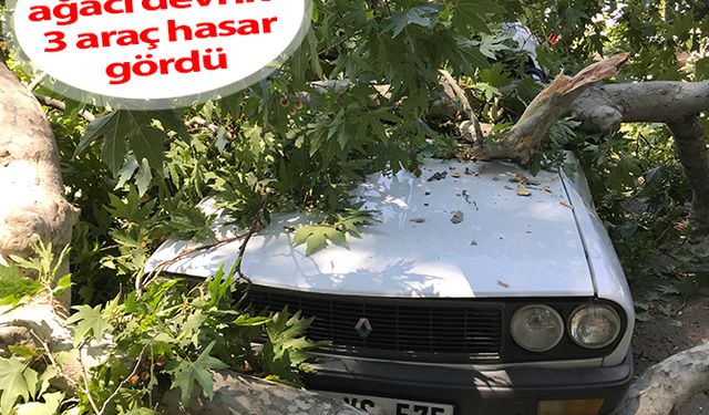 Çocuk Parkındaki tarihi çınar ağacı devrildi: 3 araç hasar gördü